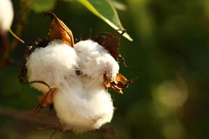 Cotton