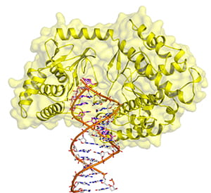 telomerase targeting enzyme telomere represent