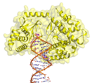 Telomerase