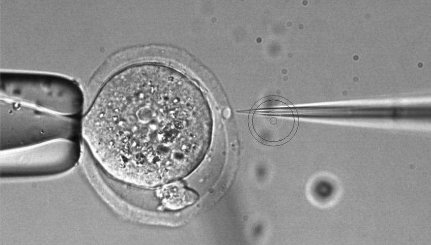 Black and white magnified image of a mouse embryo being prepared for microinjection of a CRISPR genome editing reagent for establishment of a novel genetically engineered strain